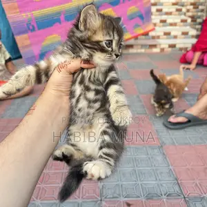 1-3 months Female Purebred Persian