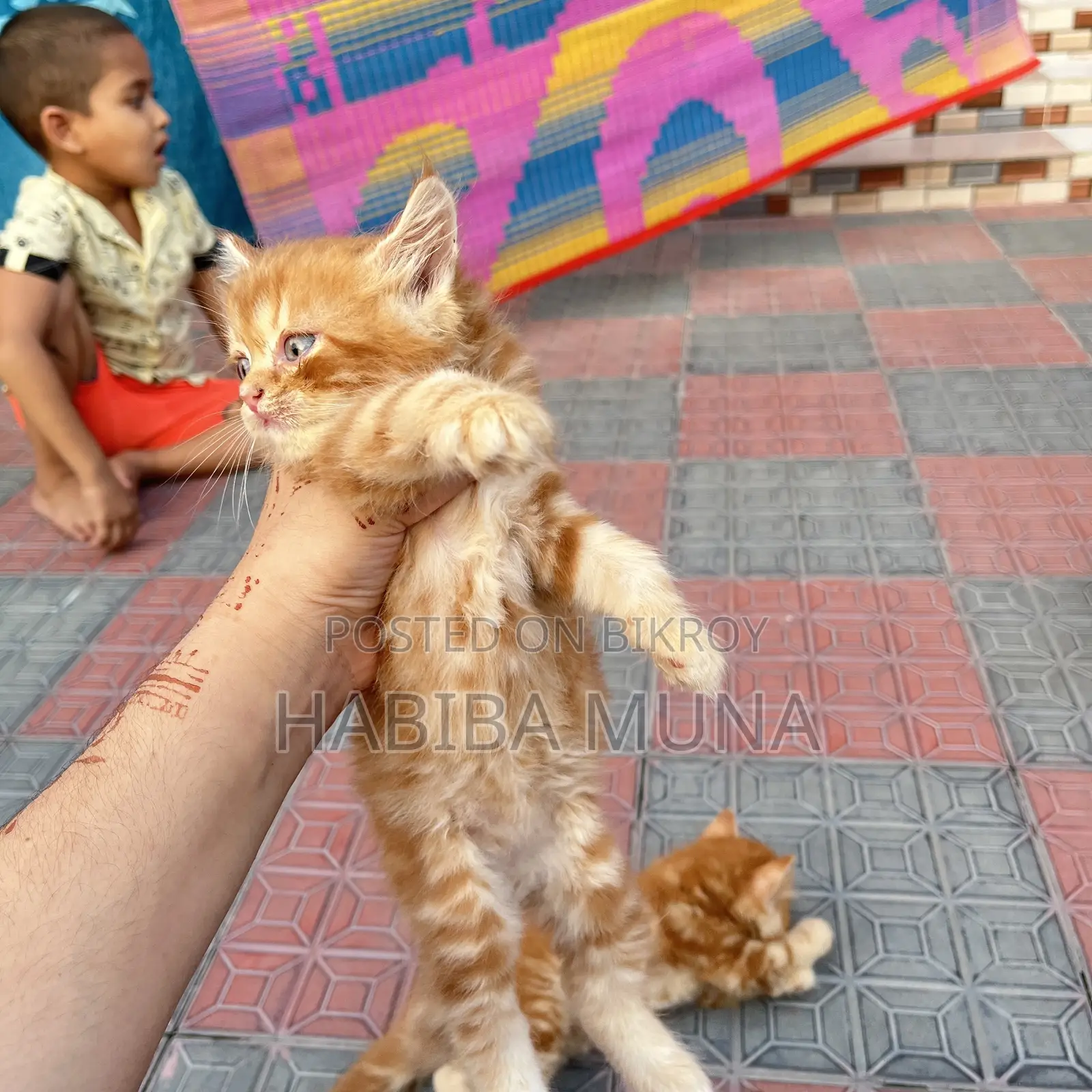 1-3 months Female Purebred Persian