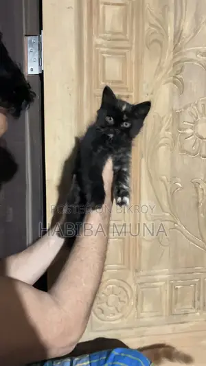 1-3 Months Female Purebred Persian