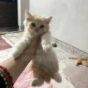 1-3 Months Female Purebred Persian