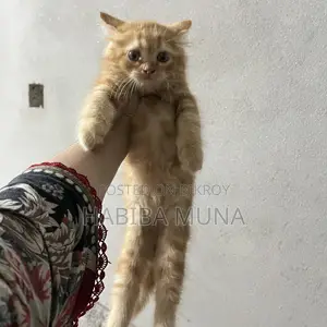1-3 Months Female Purebred Persian