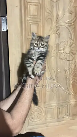 1-3 Months Female Purebred Persian