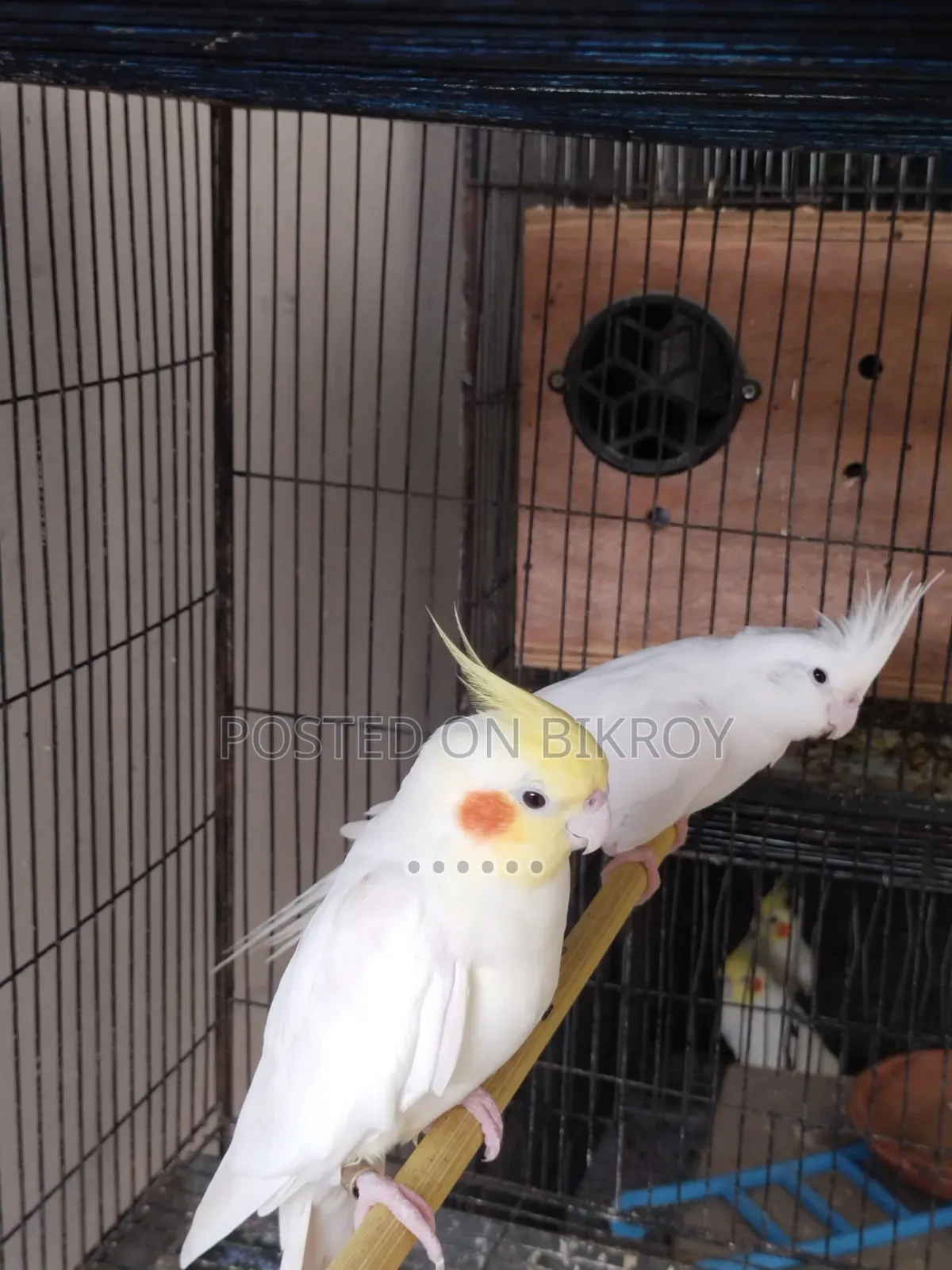 Master Pair Cockatiel