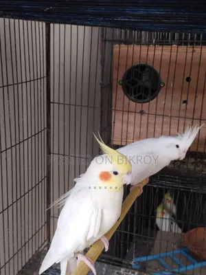 Master Pair Cocatail