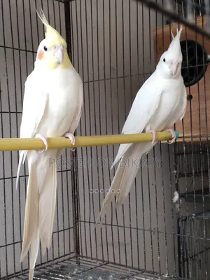 Master Pair Cockatiel