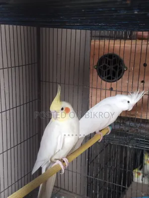 Master Pair Cockatiel