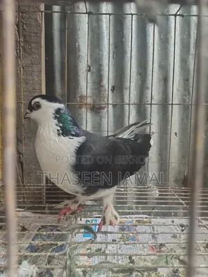 সিরাজি কবুতর