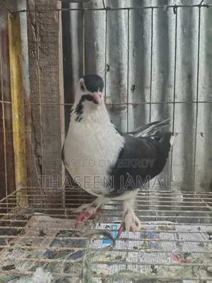 সিরাজি কবুতর
