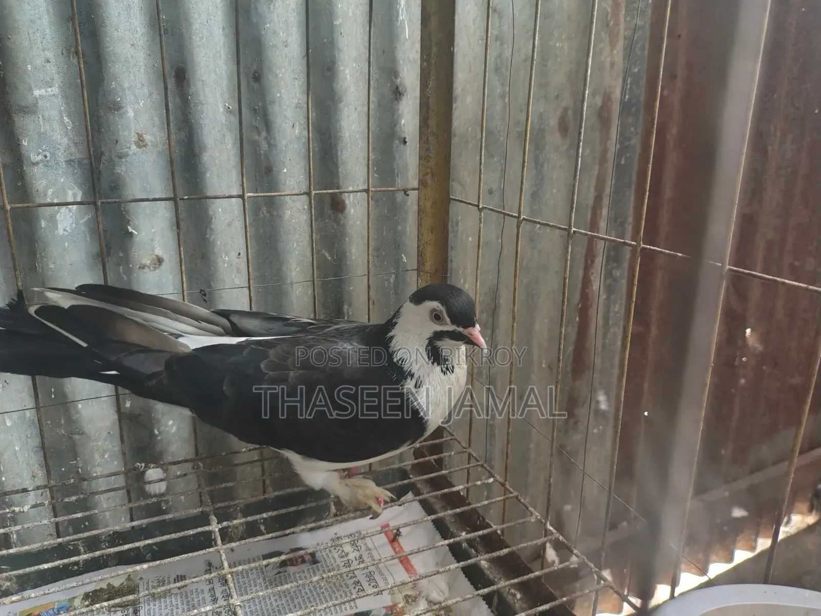 সিরাজি কবুতর