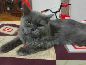 ৬-১২ মাস বয়সী পুরুষ পিওর ব্রেড পার্সিয়ান