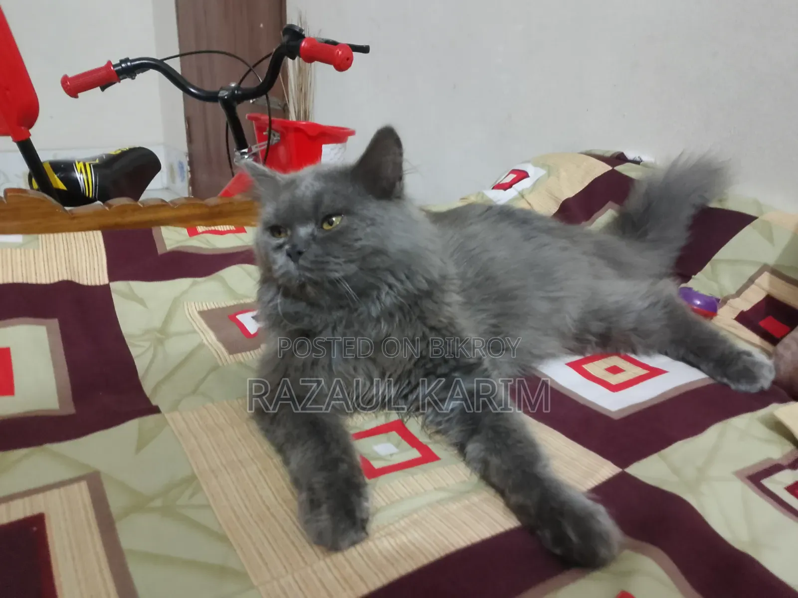 ৬-১২ মাস বয়সী পুরুষ পিওর ব্রেড পার্সিয়ান