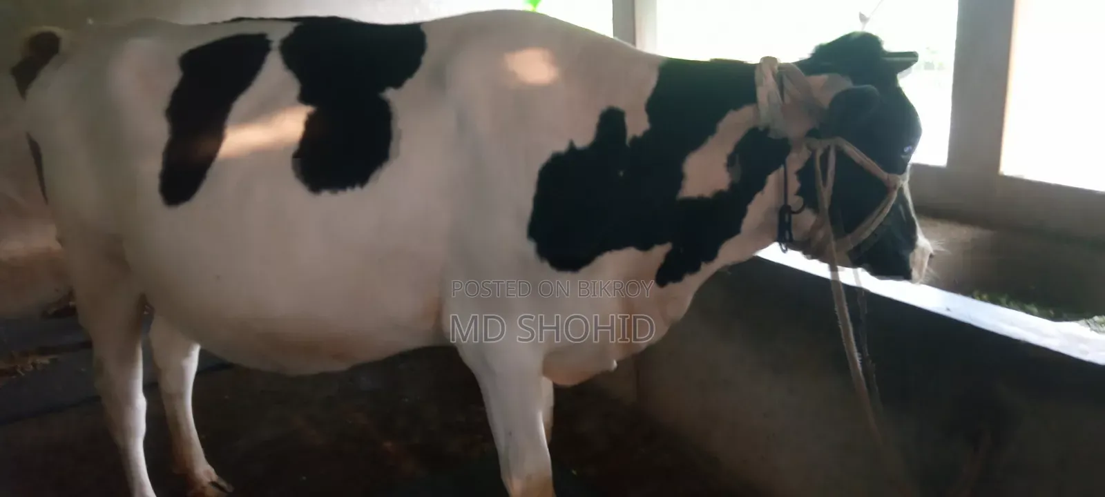ফ্রিজিয়ান গরু ১০০%