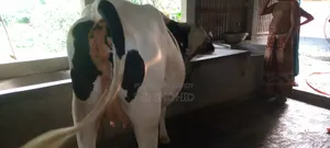 ফ্রিজিয়ান গরু ১০০%