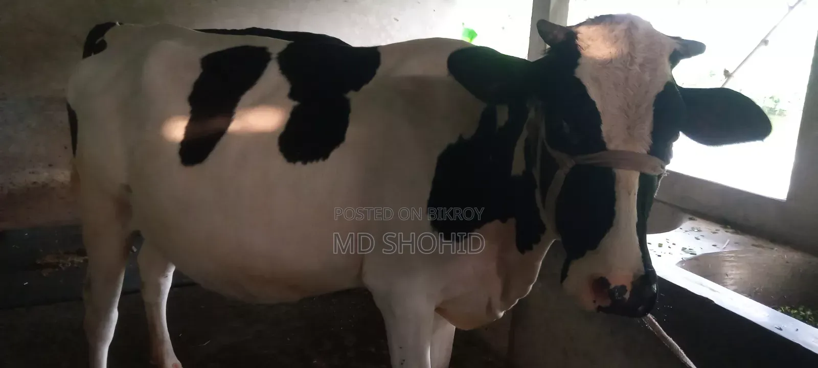 ফ্রিজিয়ান গরু ১০০%