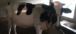 ফ্রিজিয়ান গরু ১০০%