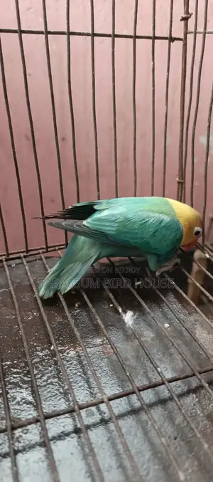 Love Bird