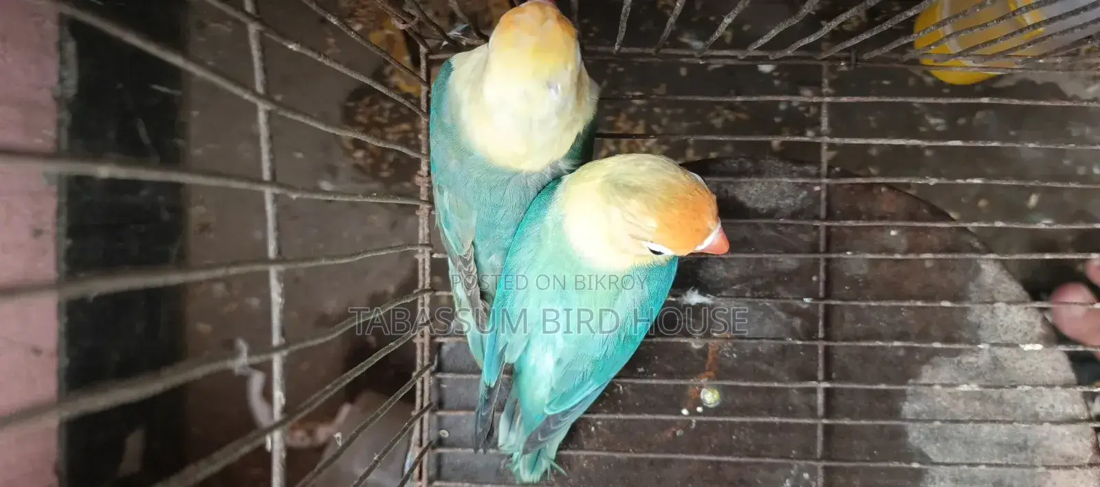 Love Bird