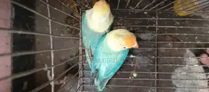 Love Bird