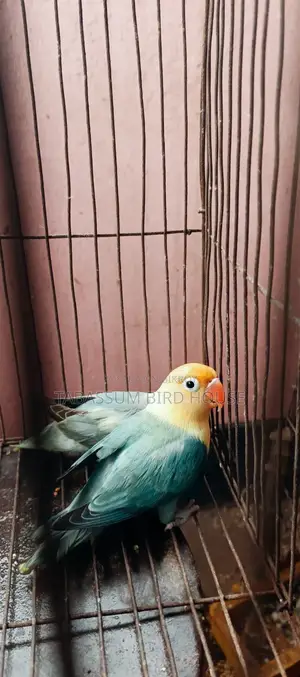 Love Bird