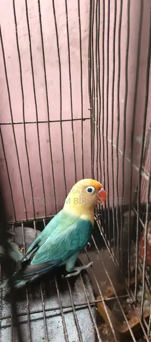 Love Bird