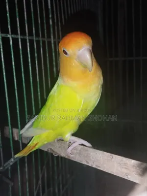 One Lovebird for sale