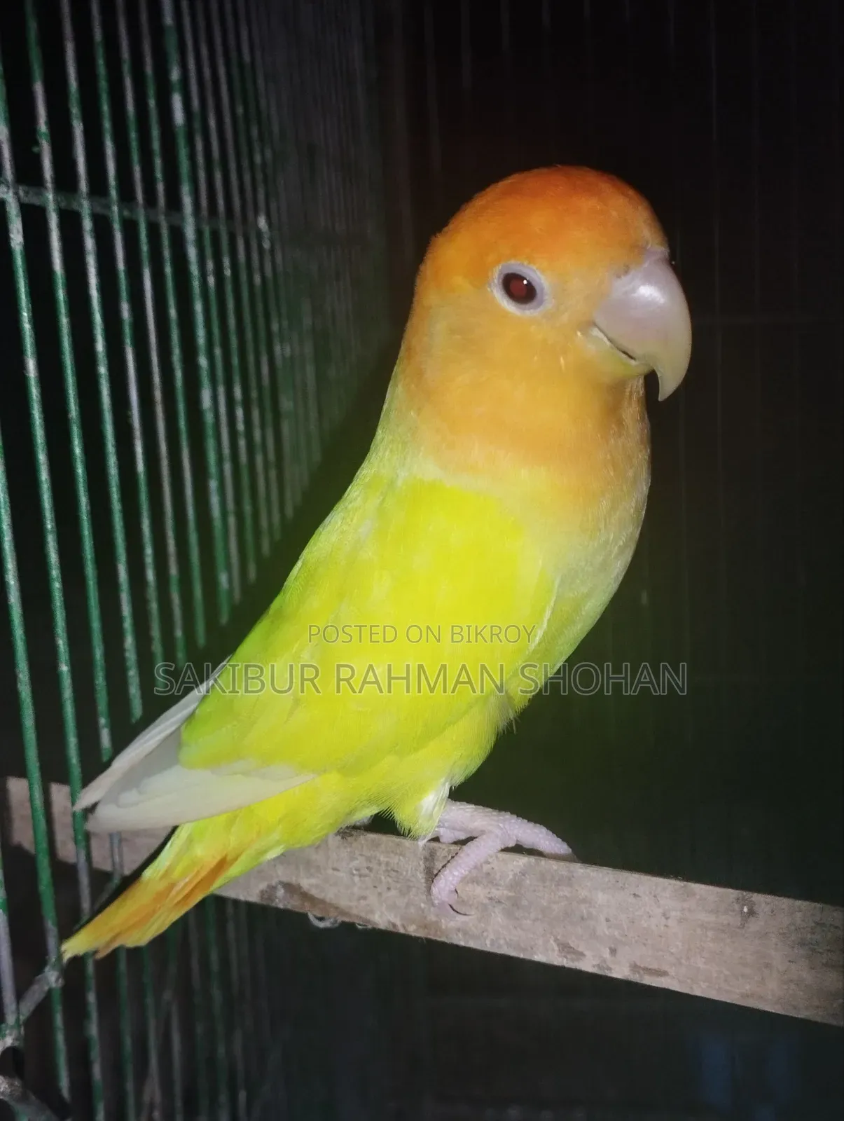 One Lovebird for sale