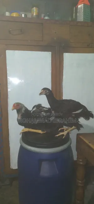 আসল মোরগ এবং মুরগি জোড়া