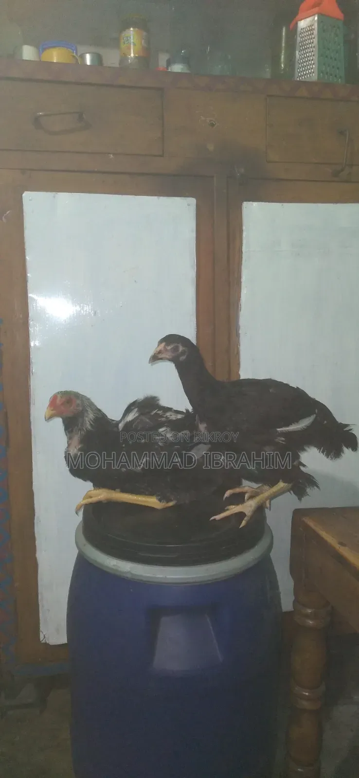 আসল মোরগ এবং মুরগি জোড়া