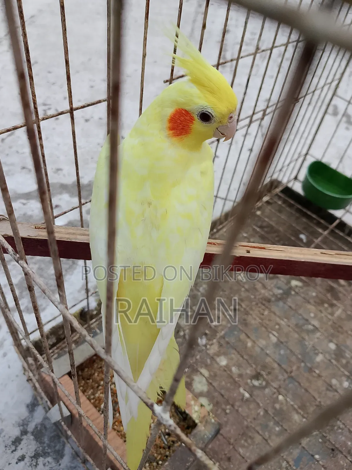 Cockatiel Female