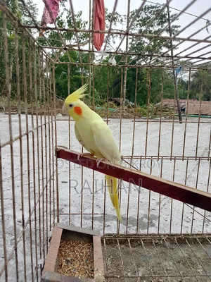Cockatiel Female