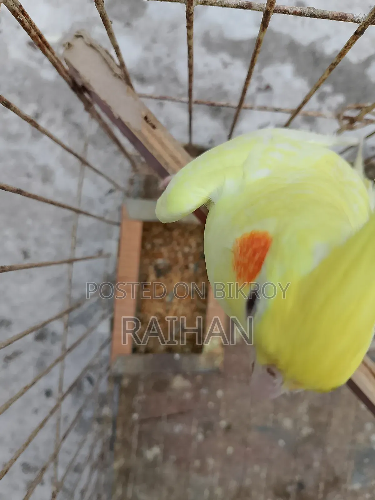 Cockatiel Female