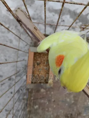 Cockatiel Female