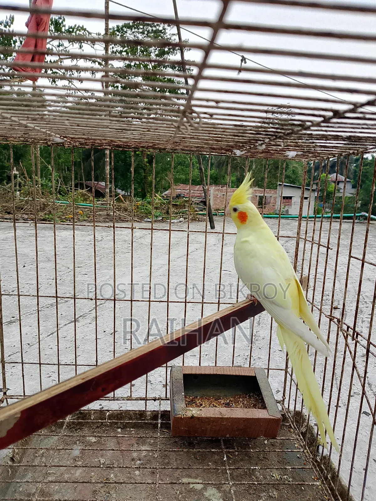 Cockatiel Female
