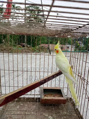 Cockatiel Female