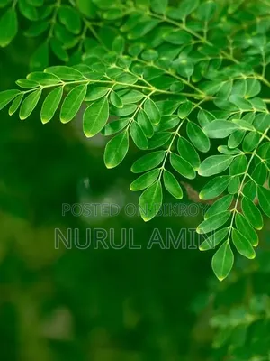 Moringa Powder 200gm