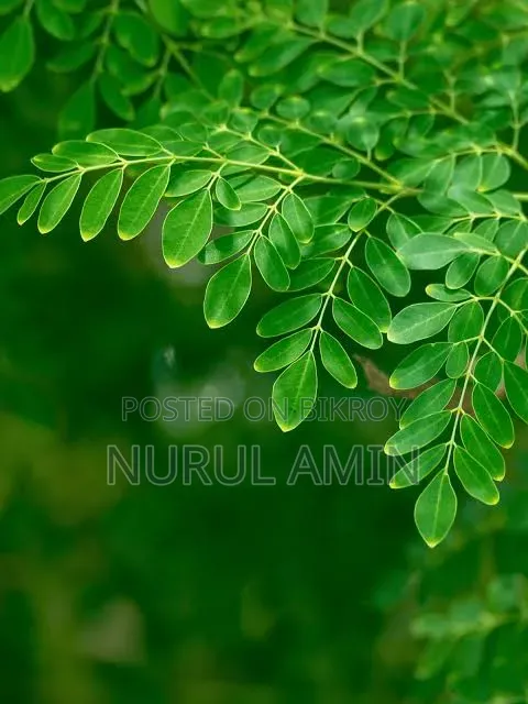 Moringa Powder 200gm