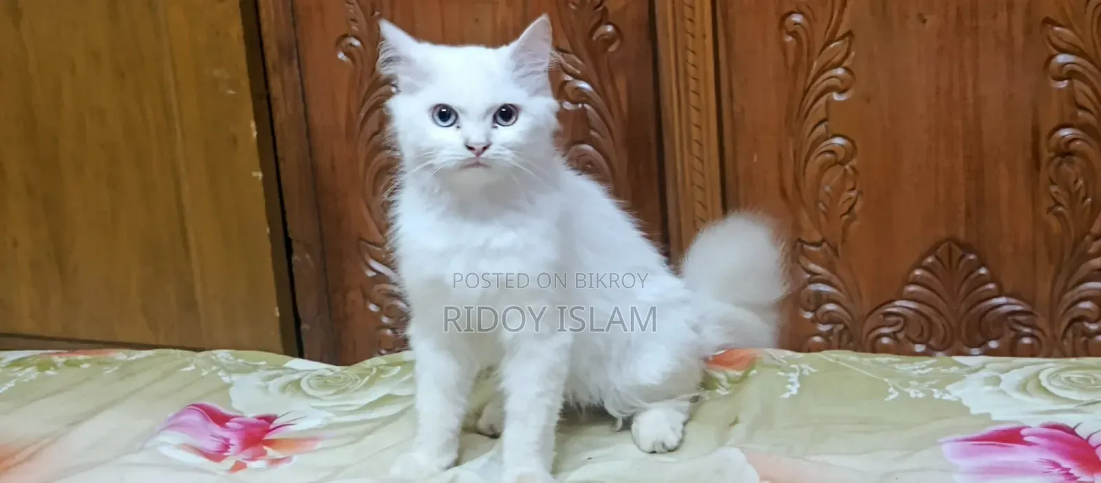 3-6 Months Male Purebred Persian