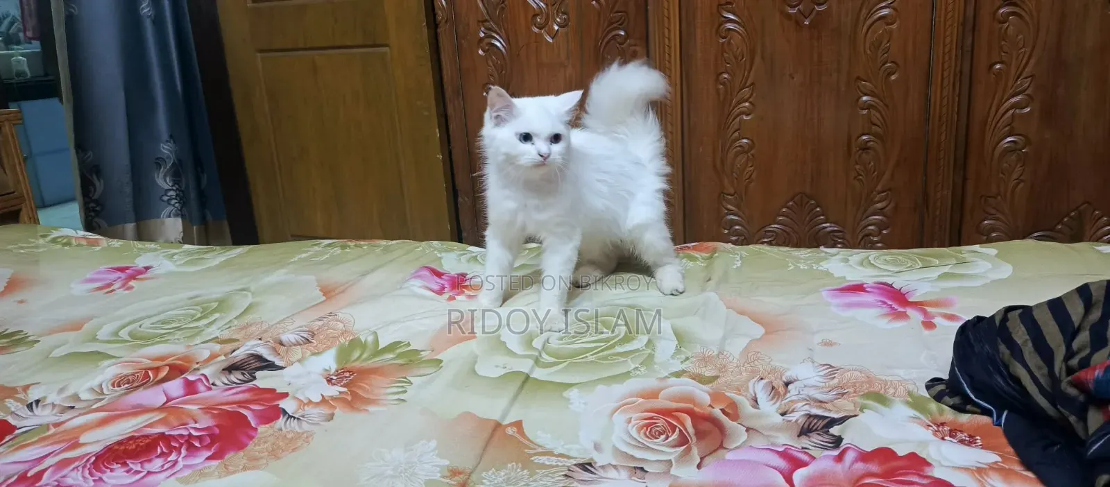 3-6 Months Male Purebred Persian