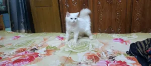 3-6 Months Male Purebred Persian
