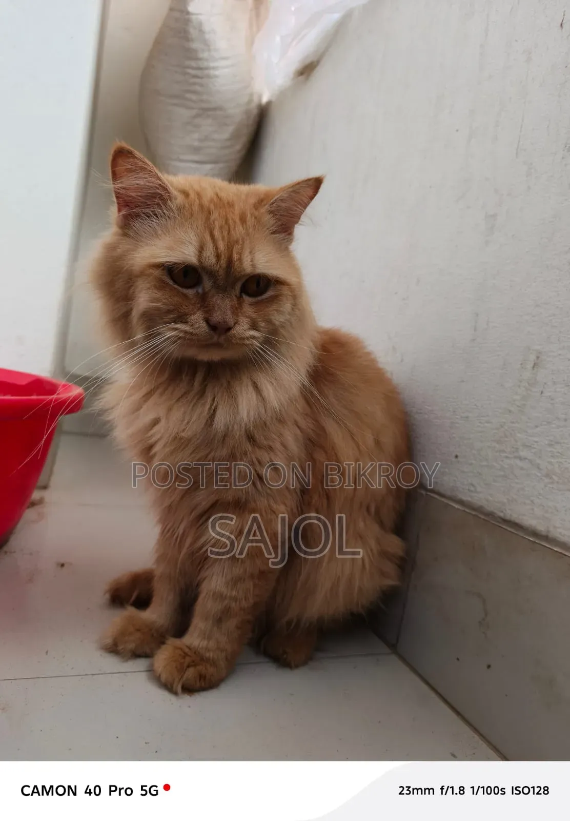 1+ Year Male Purebred Persian