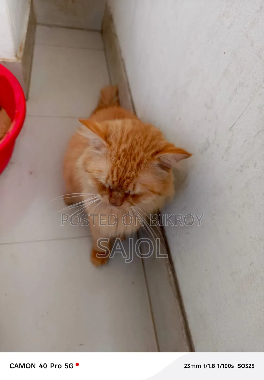 1+ Year Male Purebred Persian