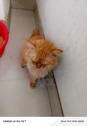 1+ Year Male Purebred Persian