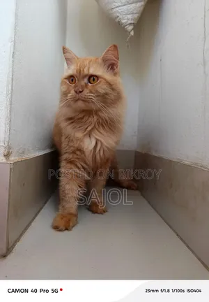1+ Year Male Purebred Persian