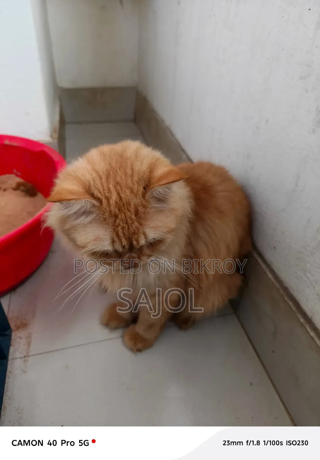 1+ Year Male Purebred Persian