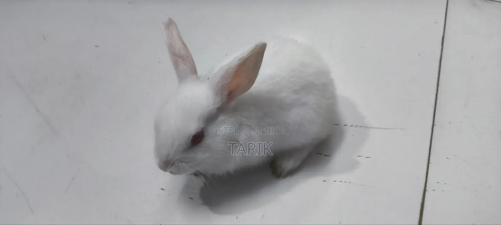 5 Beautiful White Baby Rabbits with Red Eyes for Sale