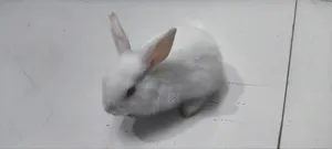 5 Beautiful White Baby Rabbits with Red Eyes for Sale