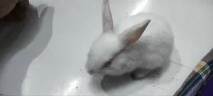 5 Beautiful White Baby Rabbits with Red Eyes for Sale