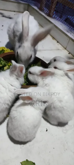 5 Beautiful White Baby Rabbits with Red Eyes for Sale