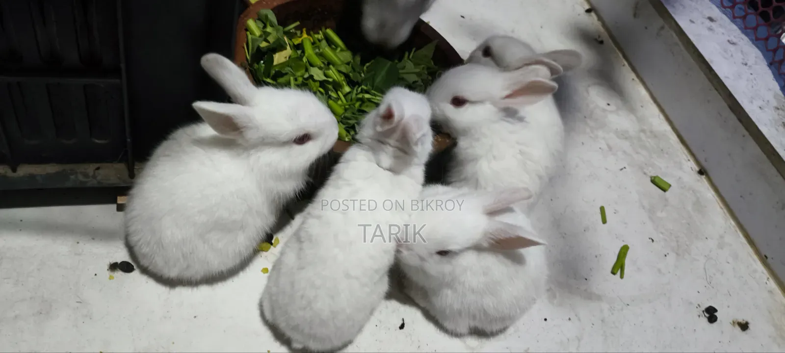 5 Beautiful White Baby Rabbits with Red Eyes for Sale