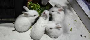 5 Beautiful White Baby Rabbits with Red Eyes for Sale